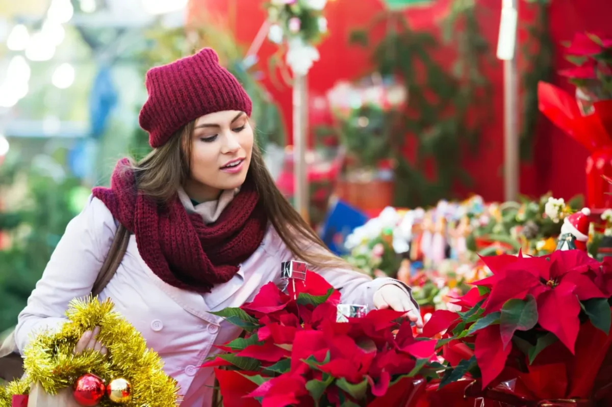 Při výběru vánoční hvězdy buďte hodně opatrní. Aby vám vydržela, je třeba dbát na několik detailů.
