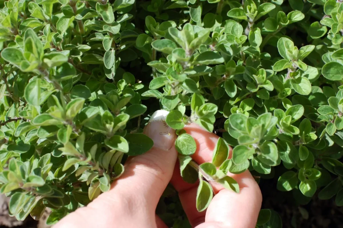 Ruka ženy trhá čerstvé oregano