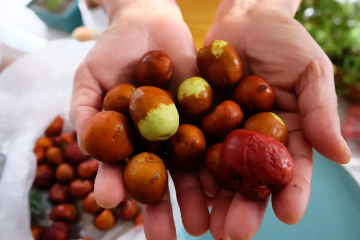 Jujube na rukou