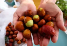Jujube na rukou