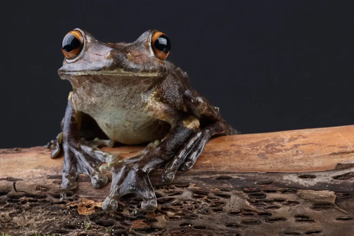 rosnička sedící na větvi a hledící do objektivu