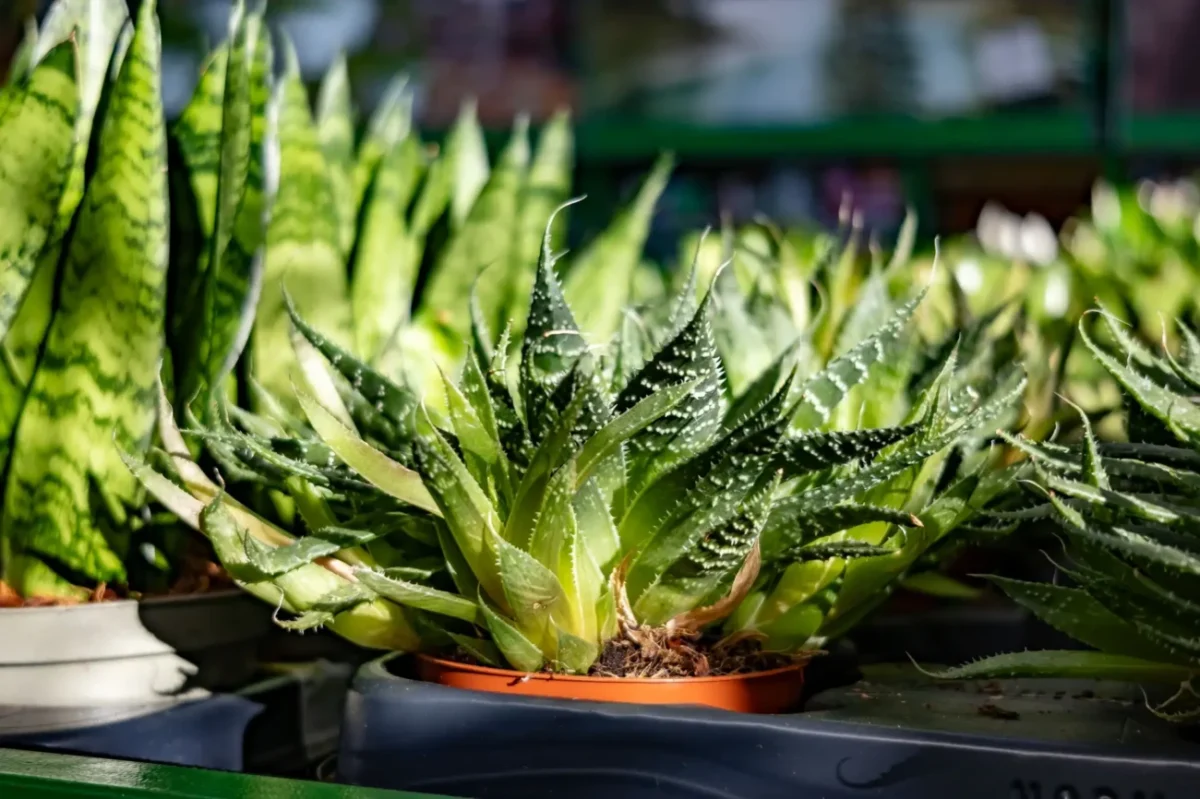 Rostlinky tchýnina jazyka