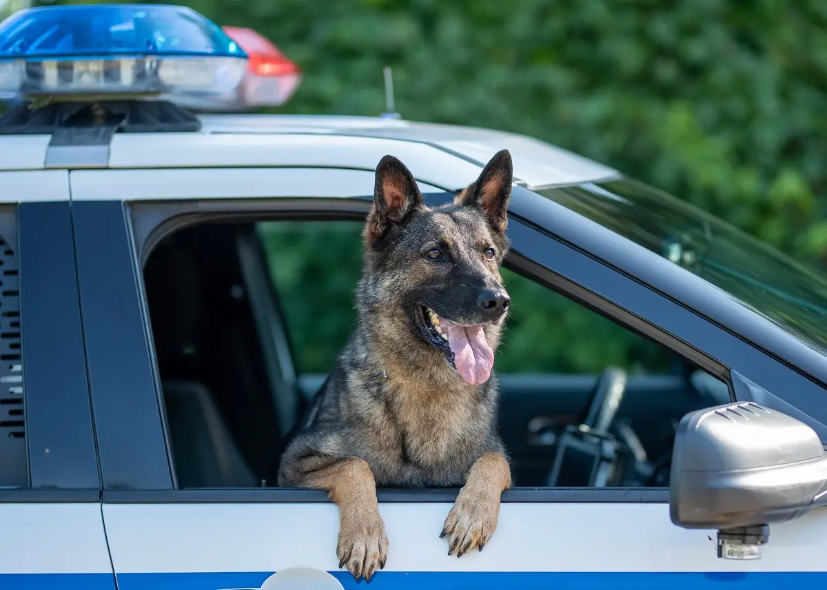 Nebezpeční psi 3 Německý ovčák | TVGURU.cz Německý ovčák vyhlíží z okna policejního auta