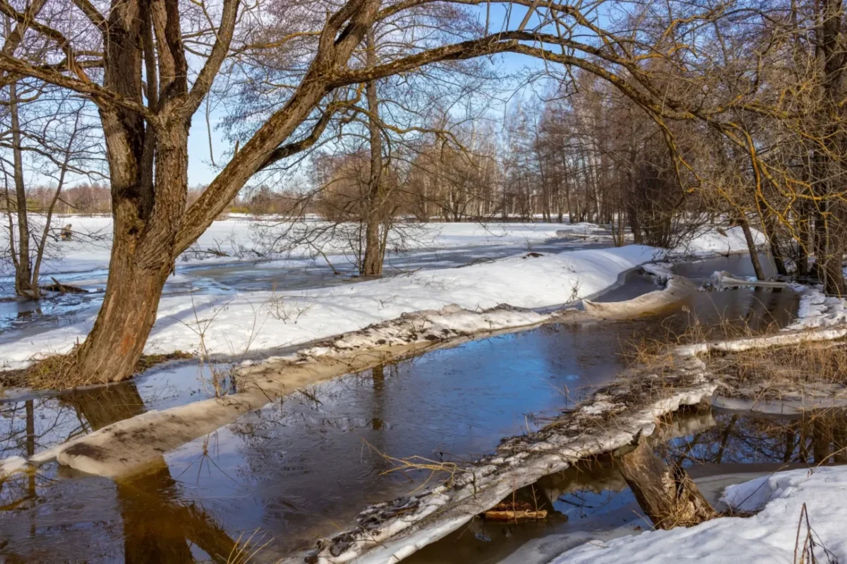 Zimní příroda, částečně zamrzlá řeka s přírodním mostem z padlých stromů