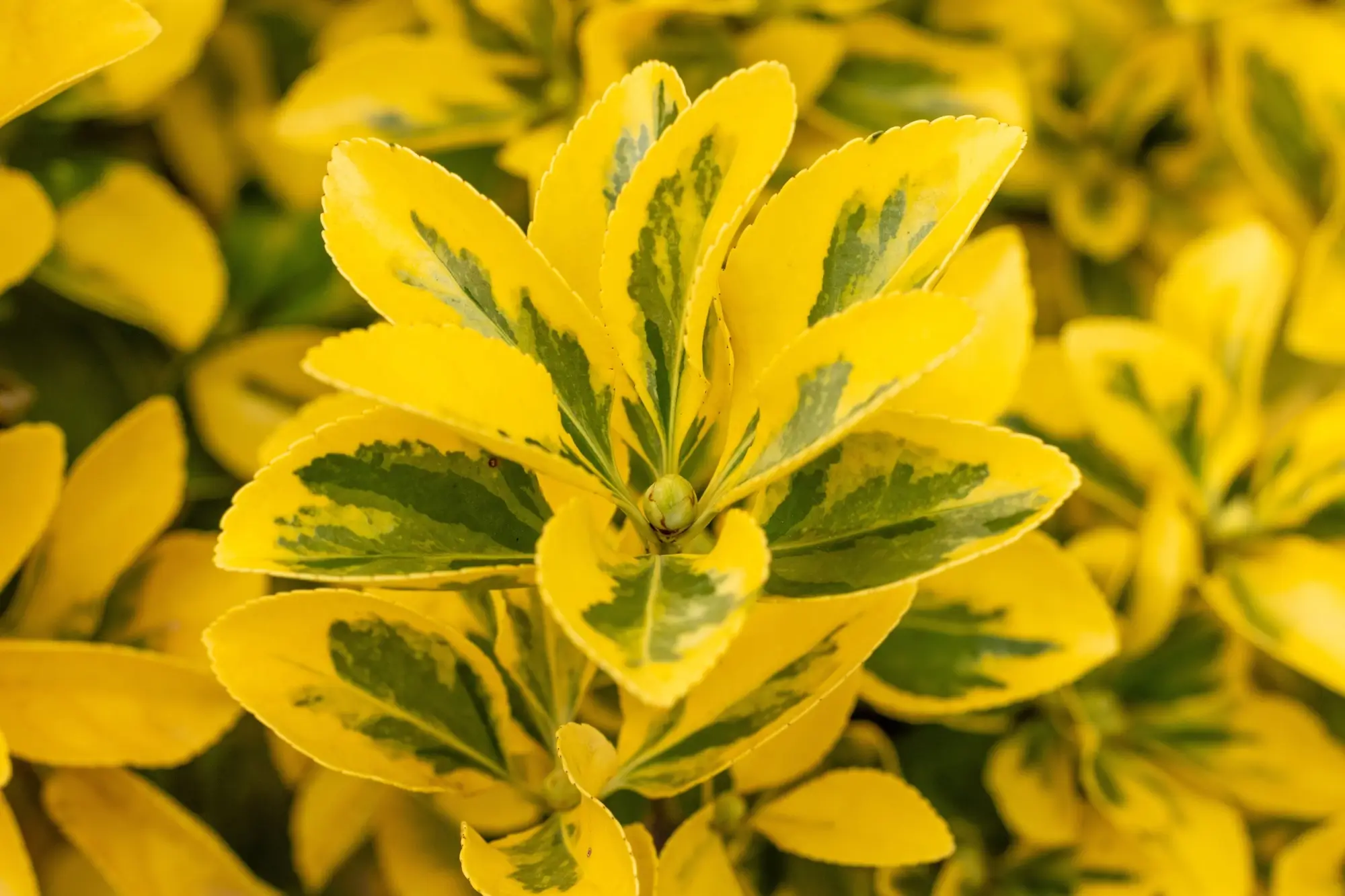 Euonymus japonicus - panašované listy | TVGURU.cz Euonymus japonicus - panašované listy
