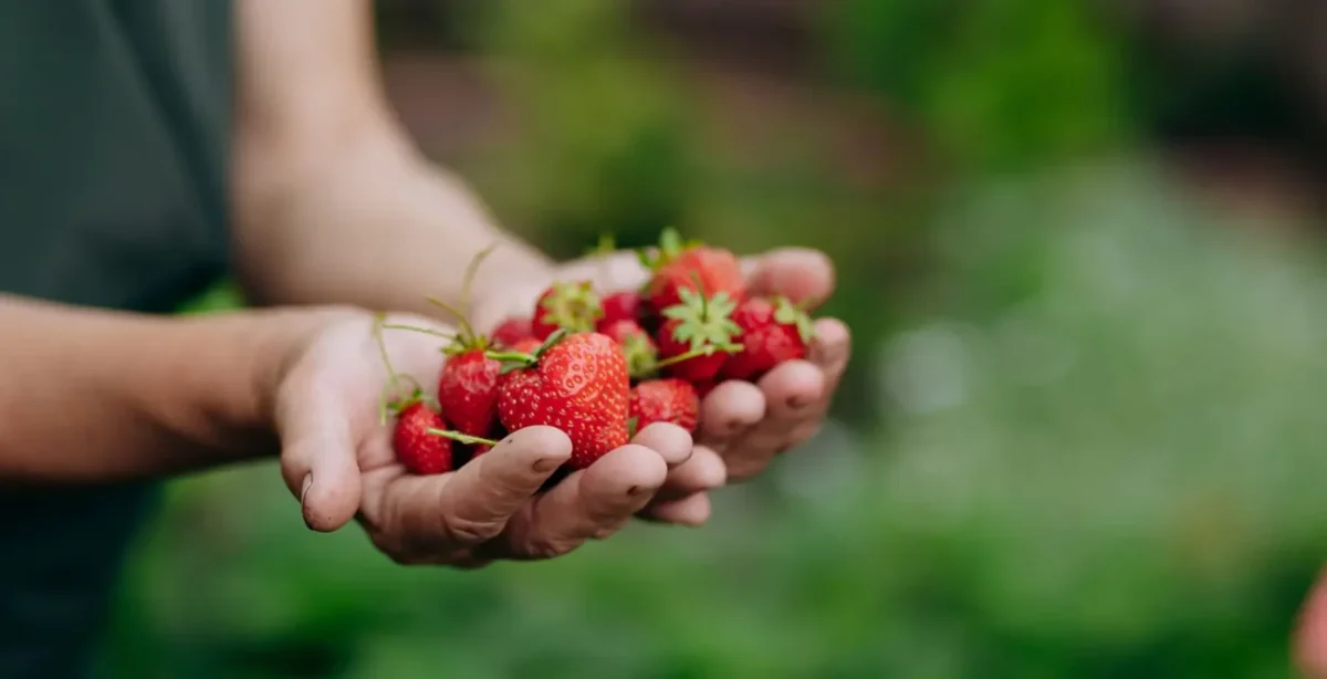 žena drží v hrsti pěkné zralé jahody