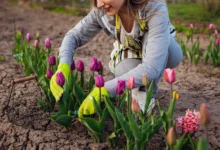 péče o tulipány