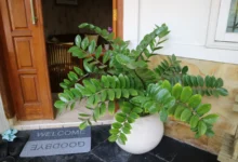 Zamioculcas zamiifolia