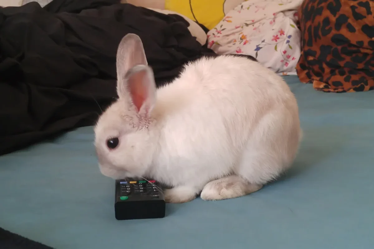 zajít s ovladačem na televizi