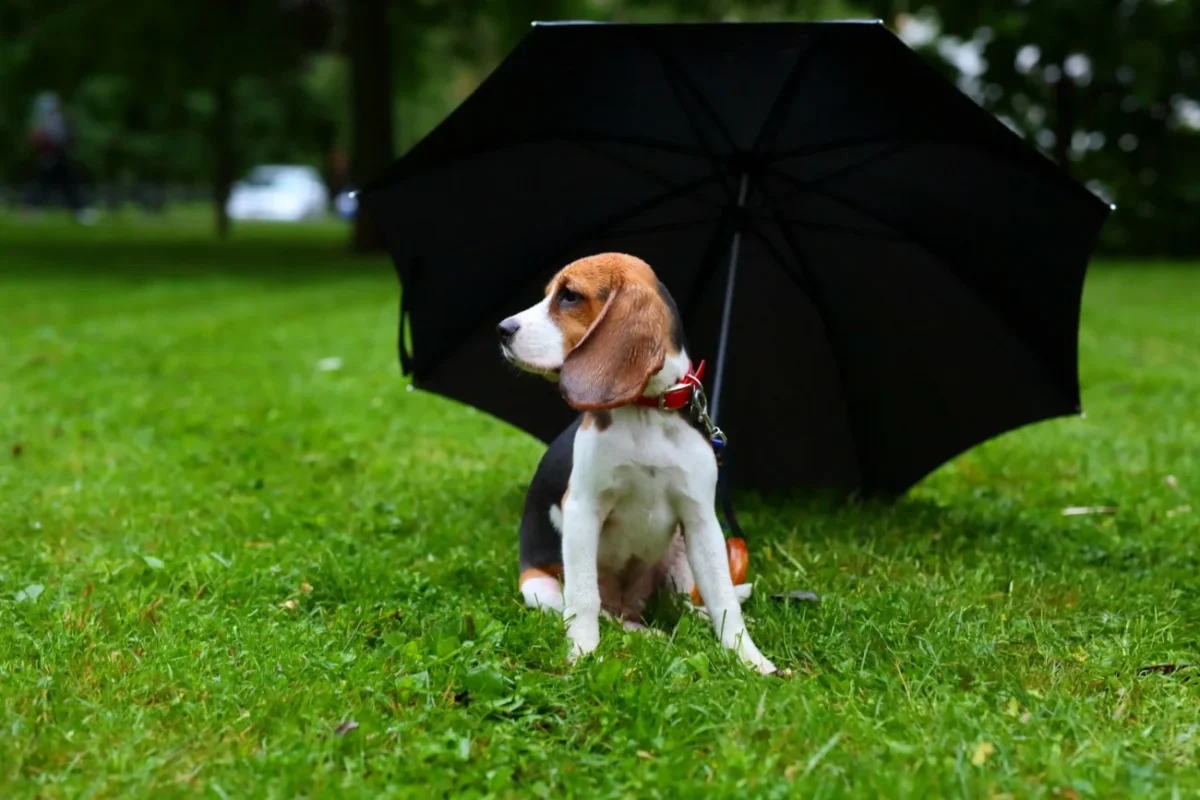 Pejsek sedí pod deštníkem.