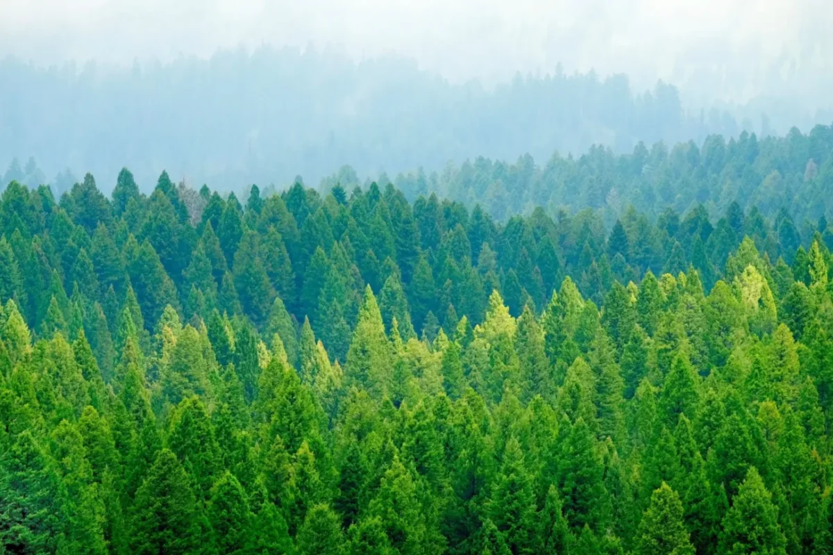 záběr borového lesa z výšky