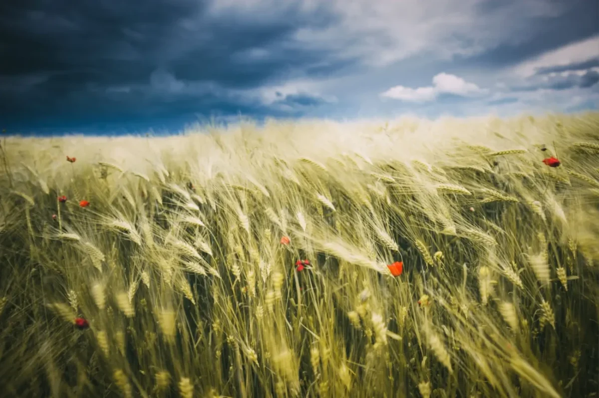 pšeničné pole s květy máku odkazující na scénu z filmu Gladiátor
