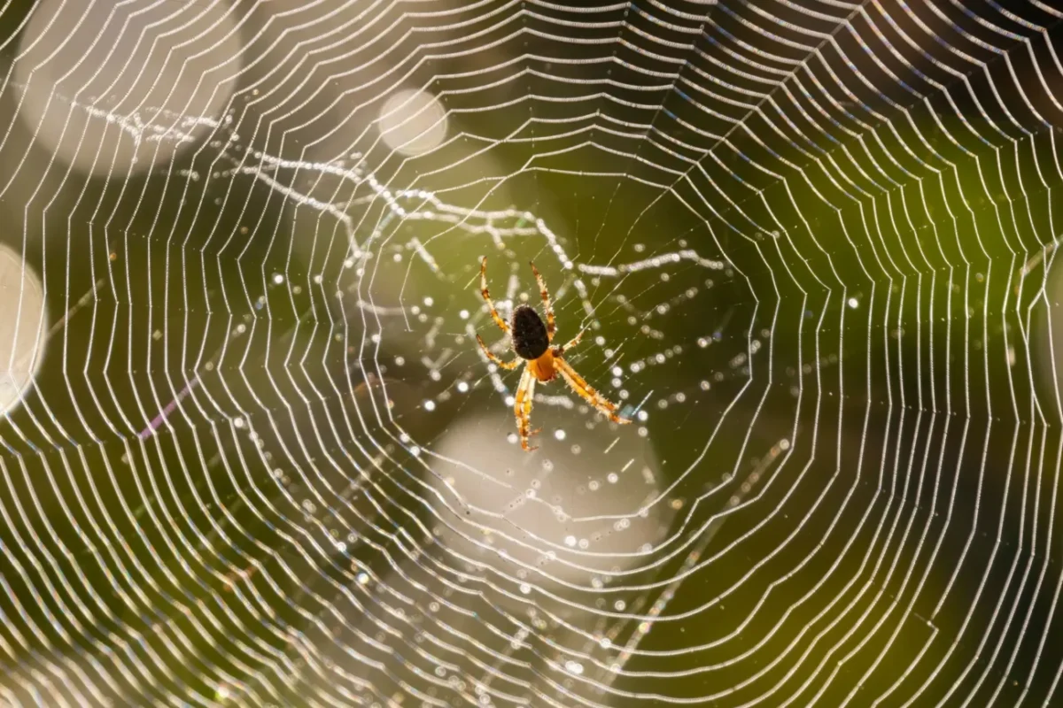 pavouk sedí uprostřed pavučiny