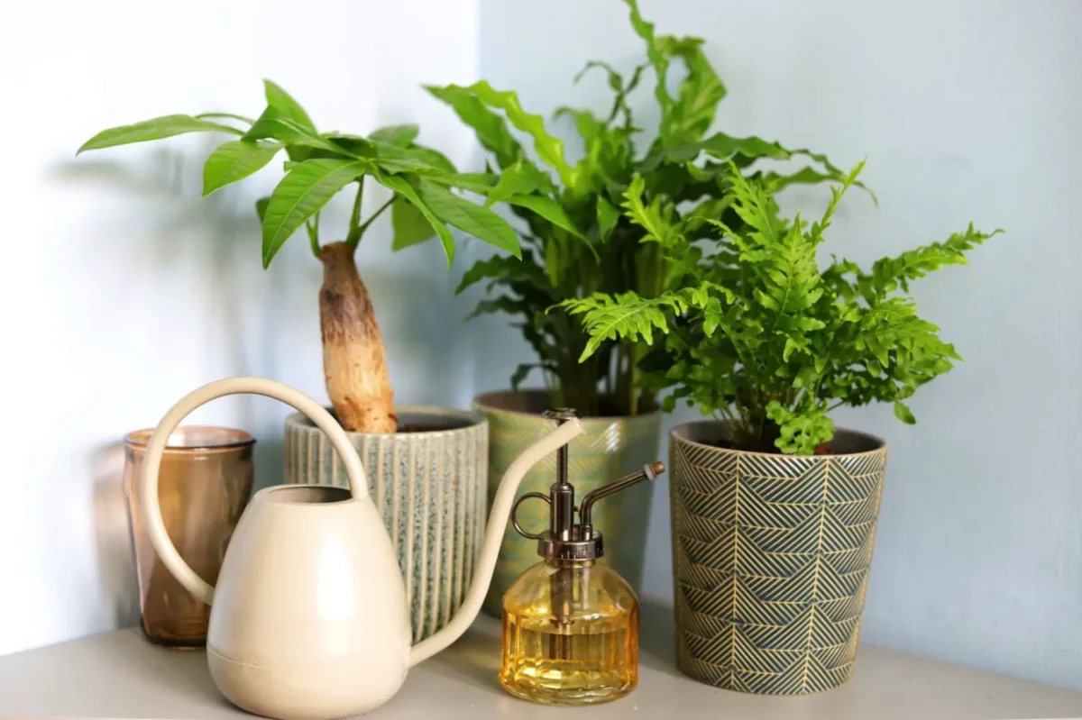 Pokojové rostliny zlepšují vzduch a jsou estetickým přínosem. Některé přináší i harmonii