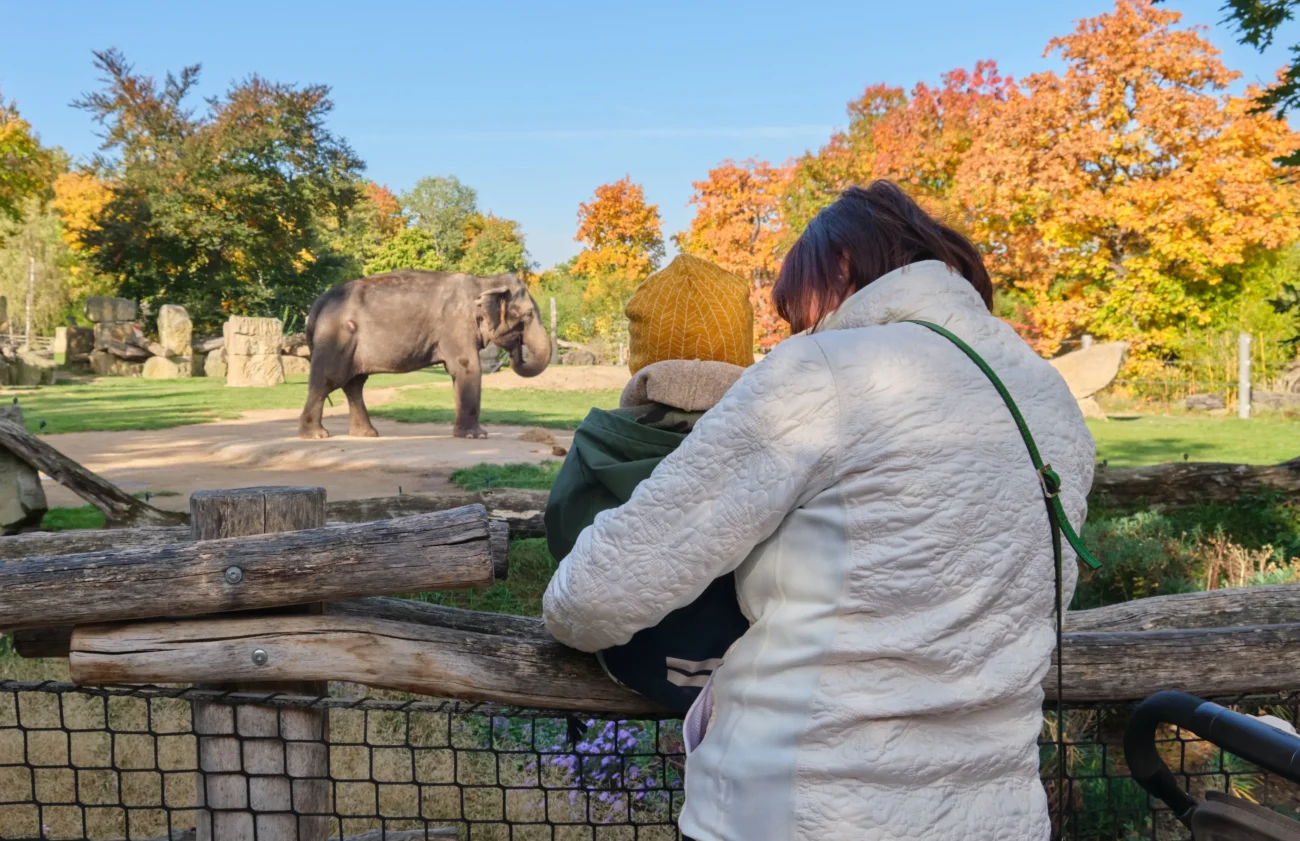shutterstock_2245453705-2 | TVGURU.cz Babička s vnoučkem v zoo pozorují slony.