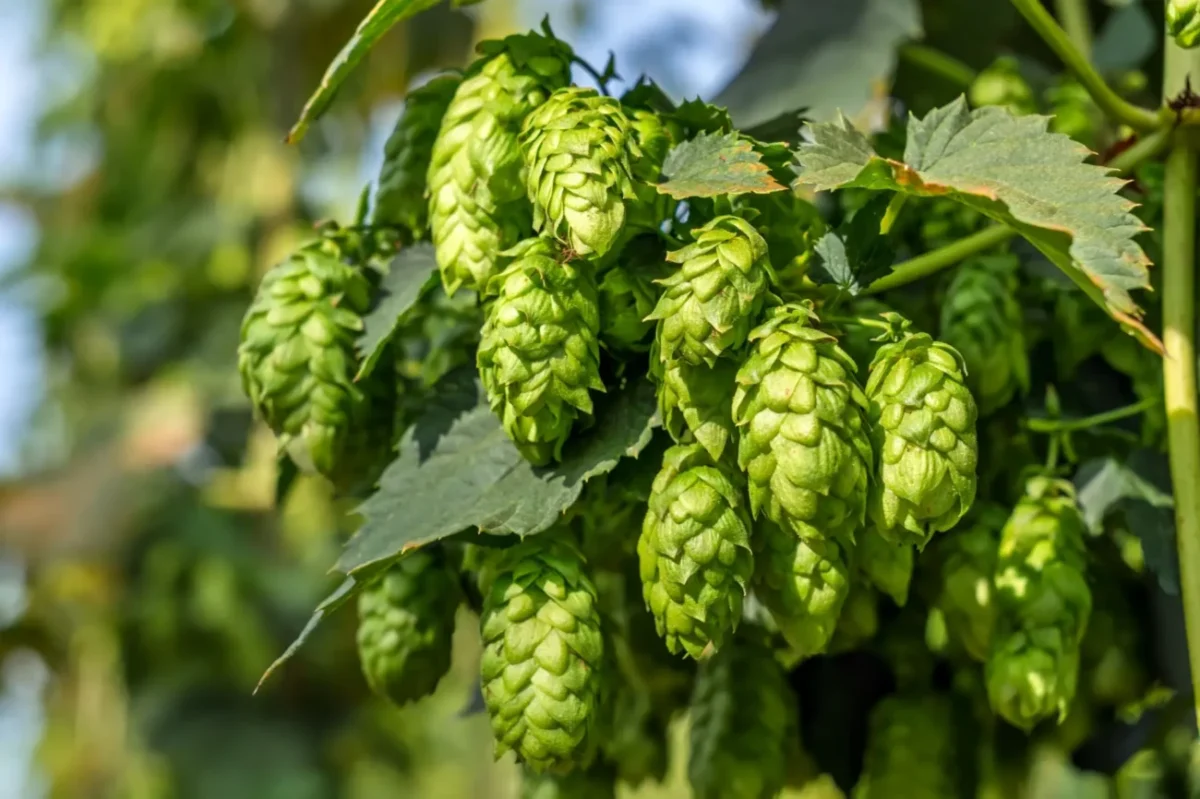 paličky chmele před sklizní