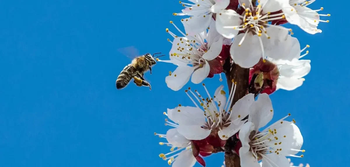 I včely se třesou zimou. A květy ovocných stromů asi zase zmrznou