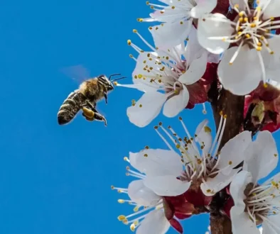 I včely se třesou zimou. A květy ovocných stromů asi zase zmrznou