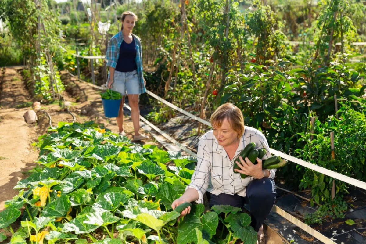 Ženy pracují na zahradě.