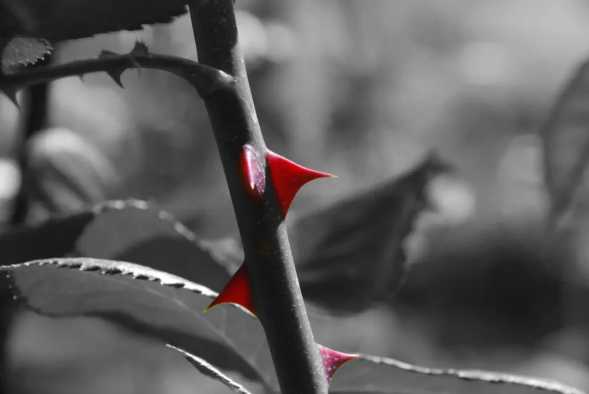 Ilustrativní obrázek trnu na růži