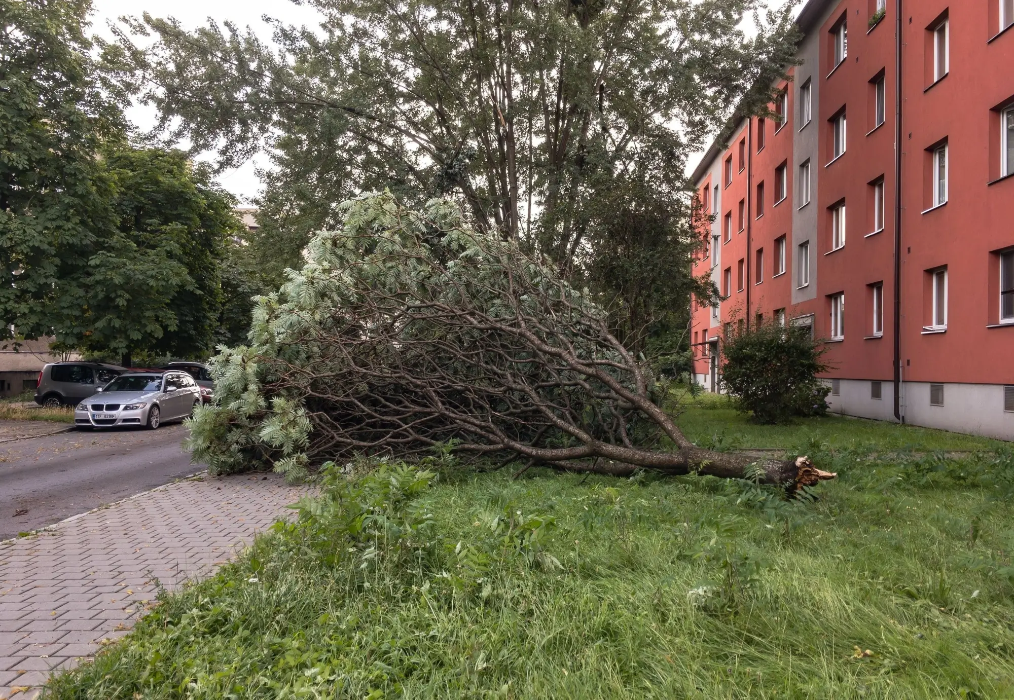 Shutterstock_2506561845 | TVGURU.cz spadlá větev