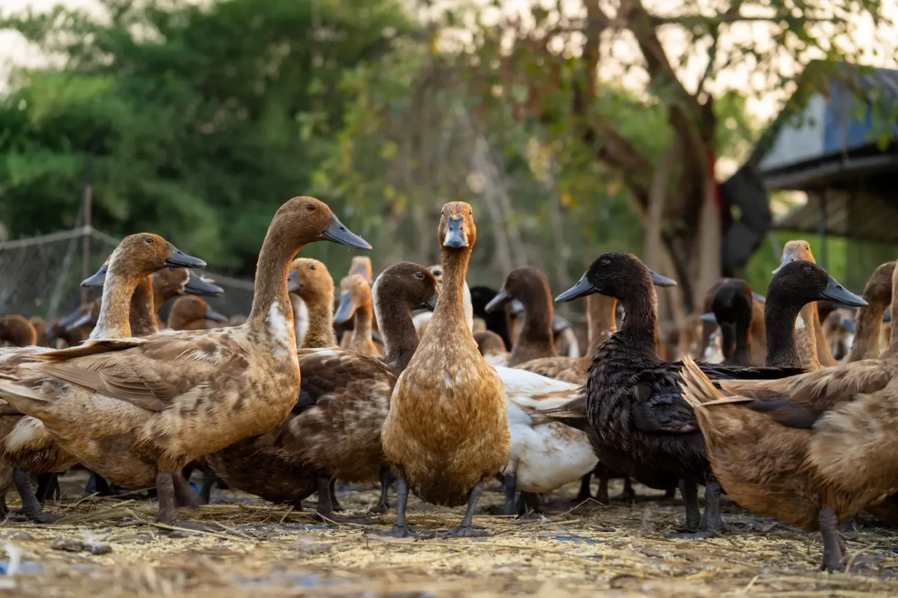 Kachny kachny kachny - nejslavnější hláška ve filmu Shutterstock | TVGURU.cz kachny
