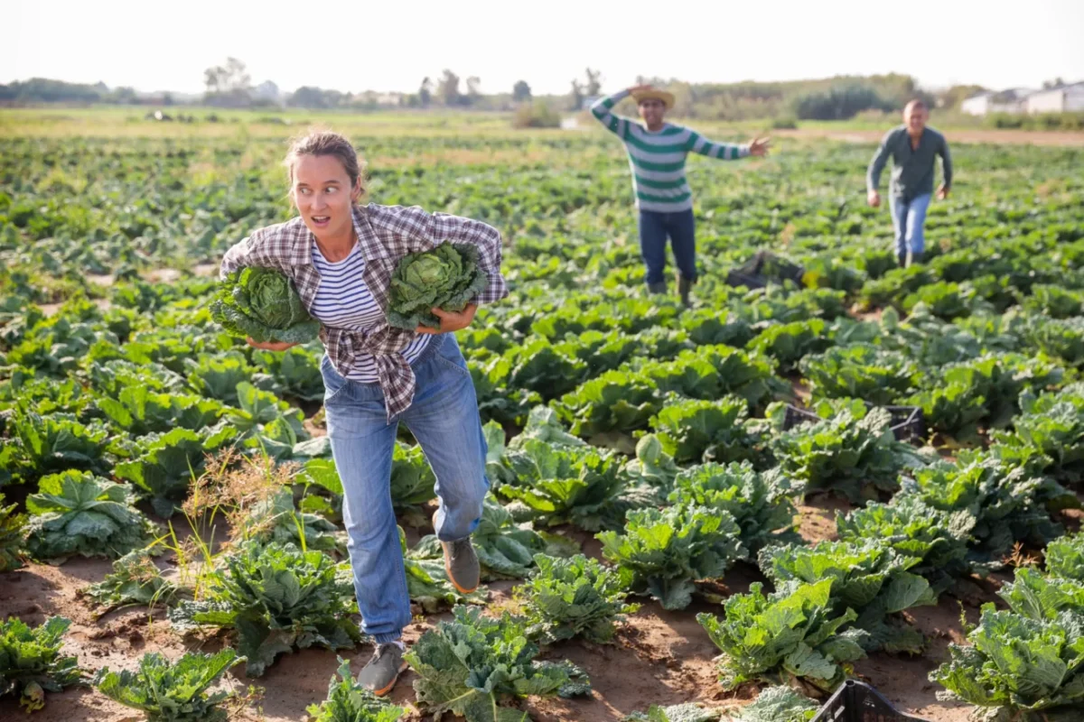 Žena běží po poli se zeleninou.