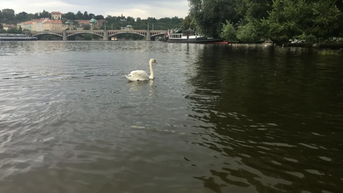 Praha náplavka labutě na Vltavě