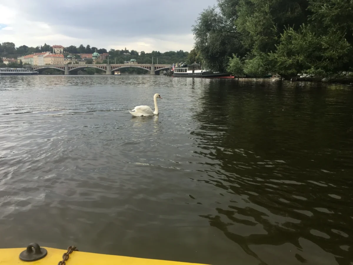 Praha náplavka labutě na Vltavě