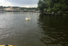 Praha náplavka labutě na Vltavě
