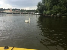 Praha náplavka labutě na Vltavě