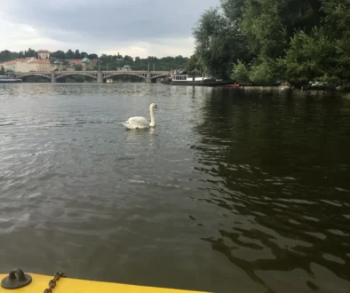 Praha náplavka labutě na Vltavě