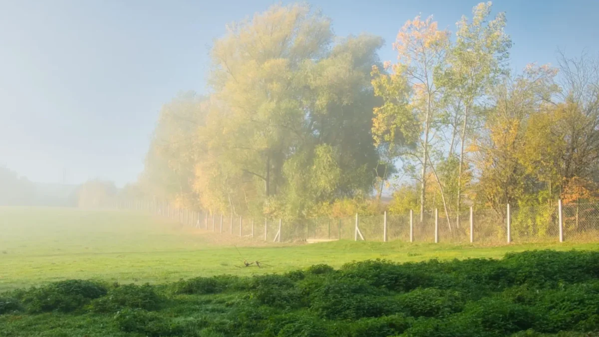 Shutterstock_2391137427 mlha v přírodě