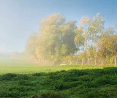 Shutterstock_2391137427 mlha v přírodě