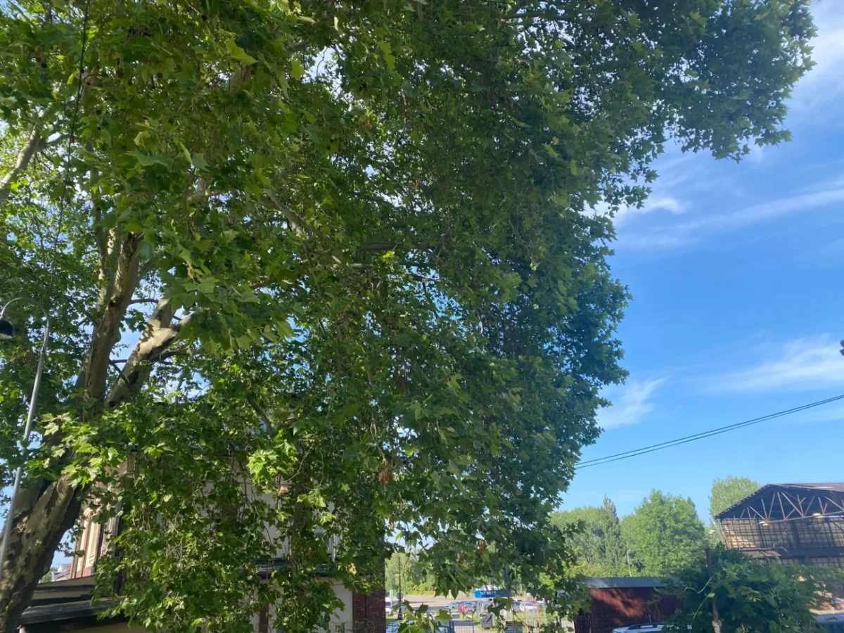 letní nebe a strom v pozadí