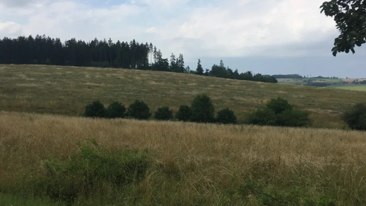 louka v Česku