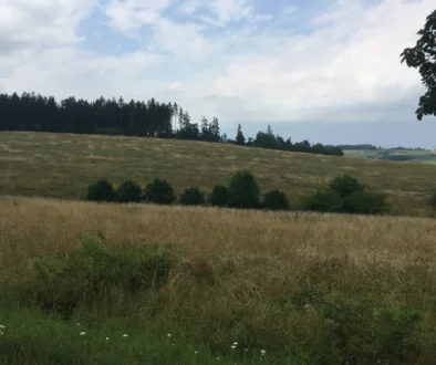 louka v Česku