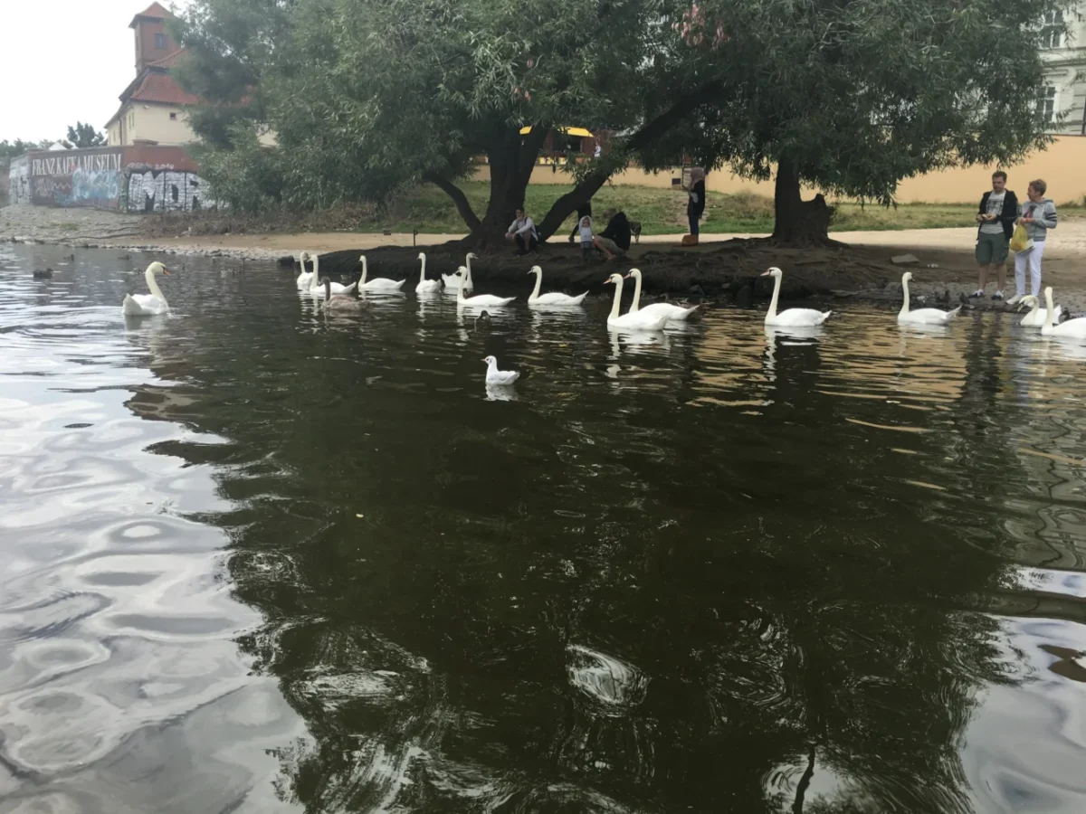 labutě na pražské náplavce u Vltavy v roce 2025
