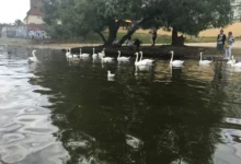 labutě na pražské náplavce u Vltavy v roce 2025