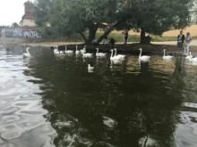 labutě na pražské náplavce u Vltavy v roce 2025