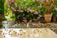 Výkyvům počasí se nevyhneme ani o prázdninách - oleandr po dešti