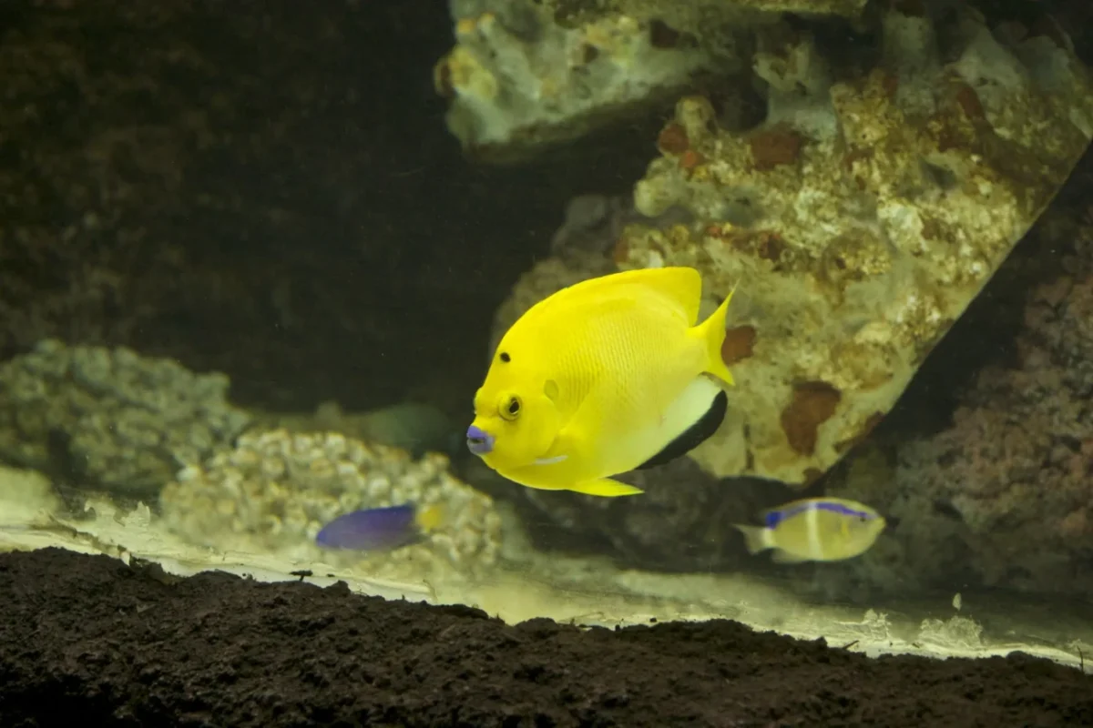 zlatá rybka v akváriu