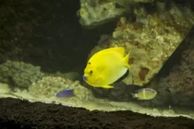 zlatá rybka v akváriu