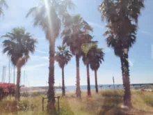 palmy na pláži v létě