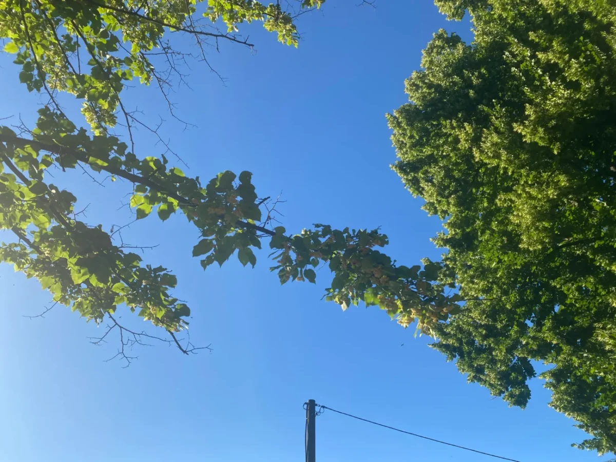 nebe v létě stromy v pozadí