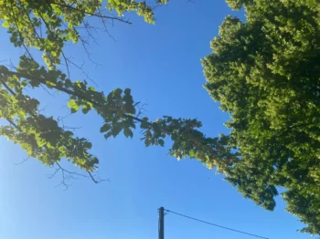 nebe v létě stromy v pozadí