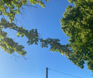 nebe v létě stromy v pozadí