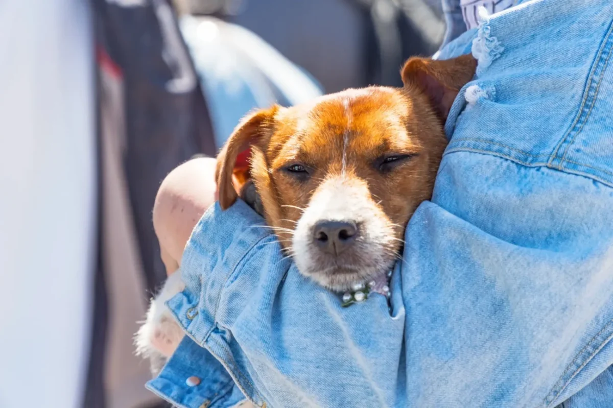 Pejsek se nese v náruči.