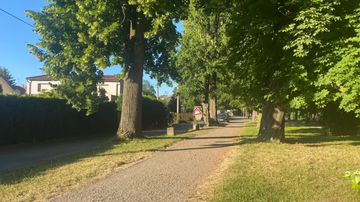 cesta v parku v létě