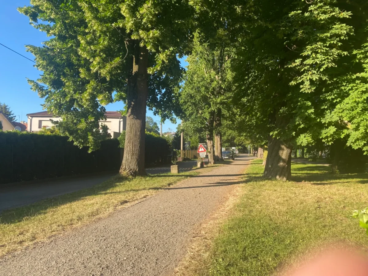 cesta v parku v létě